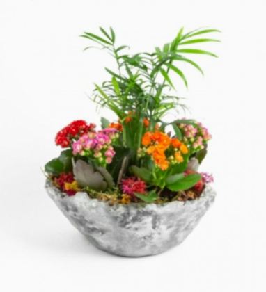 Chamaedorea ve Kalanchoe