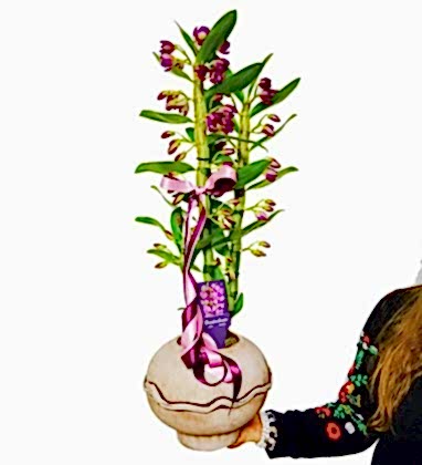 Dendrobium Amaranth Orkide