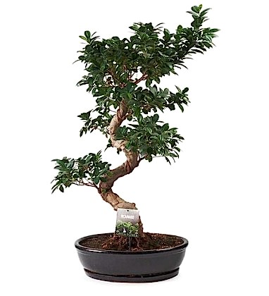 Dekoratif Ficus Bonsai Ağacı 120cm