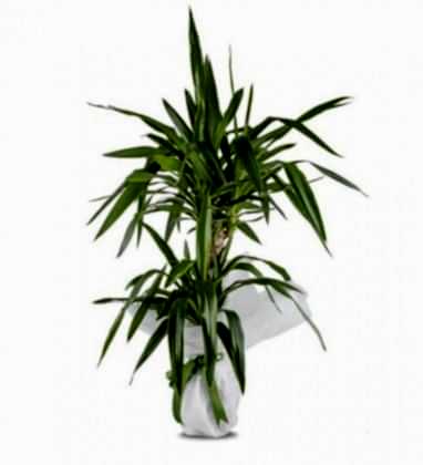 İkili Tropic Yucca Saksı Çiçeği