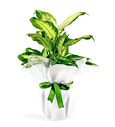 Dieffenbachia Saksı Çiçeği