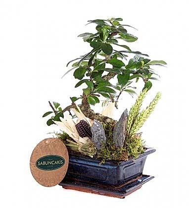 Sabuncakis Bonsai 