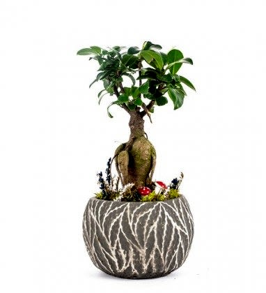 Ficus Ginseng Bonsai