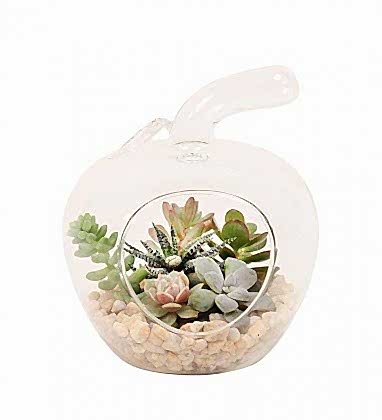 Elma Vazo da Succulent Tasarımı