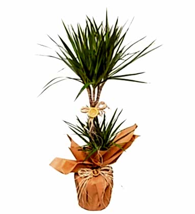 Marginata 2'li