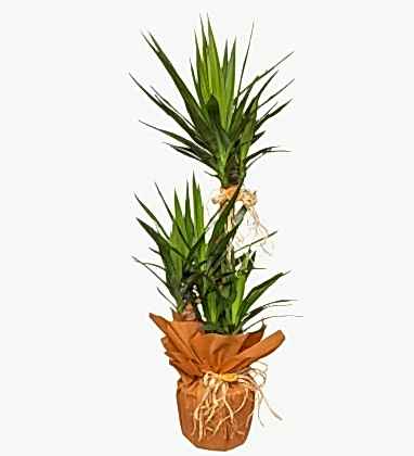 Yucca 3 Köklü