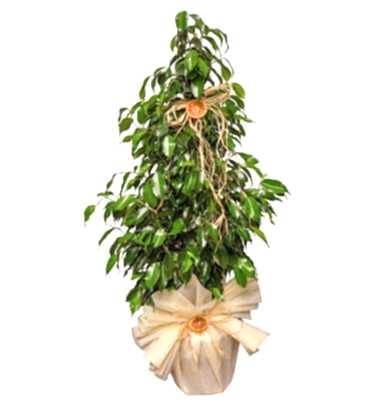 Ficus Benjamin 105 cm