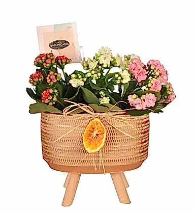 Romantic Kalanchoe