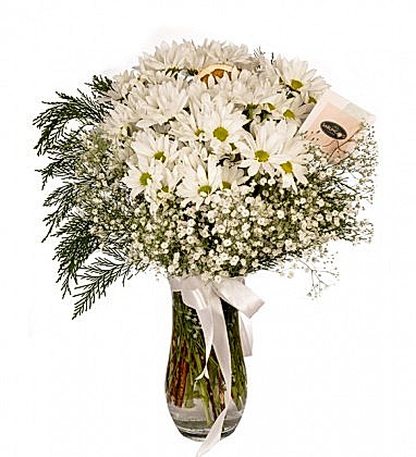White Beyaz Papatyalar