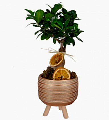 Ayaklı Vazoda Bonsai