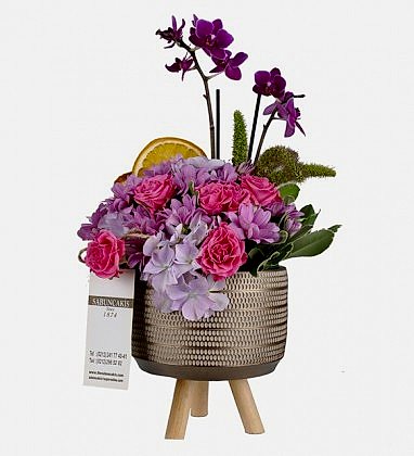 Purple Missy Orkide