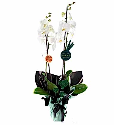 White Deluxe Orkide