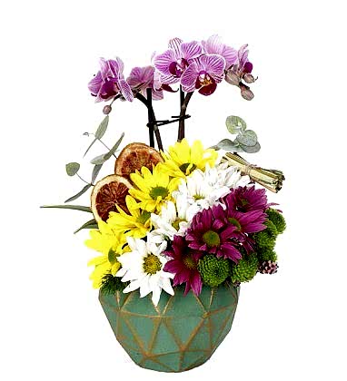 Mini Daisy Orchid