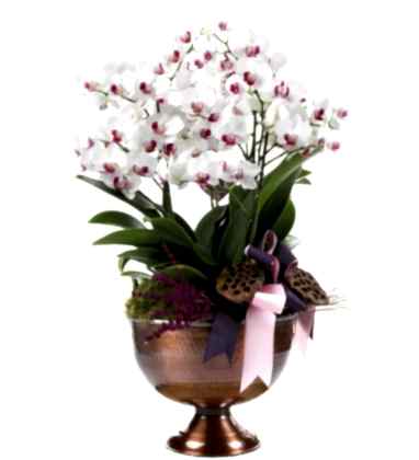 Deluxe White Orchid