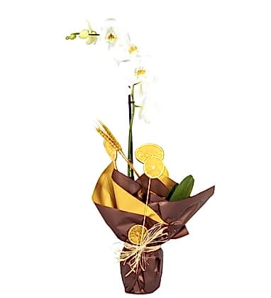 Beyaz Orkide Phalaenopsis Lemon