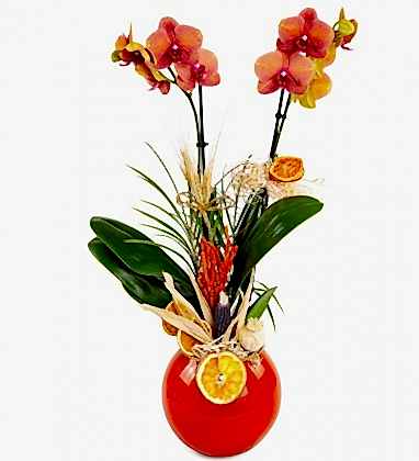 Premium Fire Orchid 