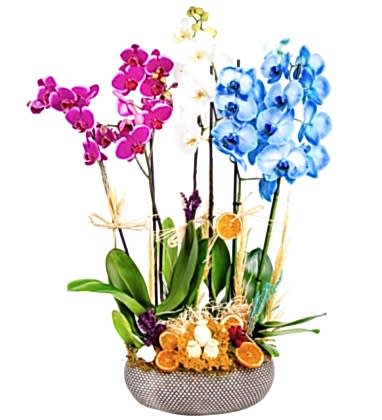 Premium Mixed Orchid 