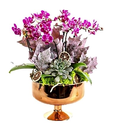 Premium Gold Orchid 