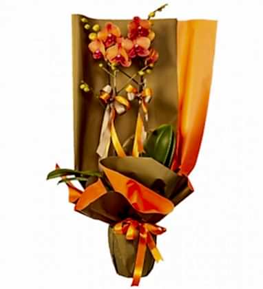 Tropical Flame Orkide