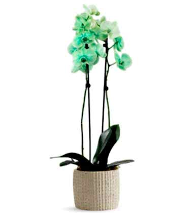Good Green Orkide
