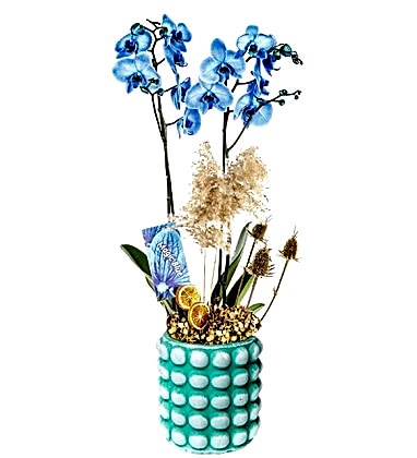 For You Blue Orkide