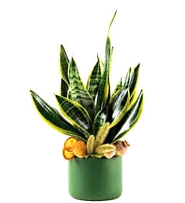Sanseveria Big Green