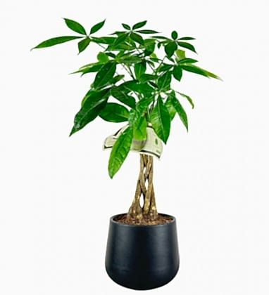 Pachira Aquatica