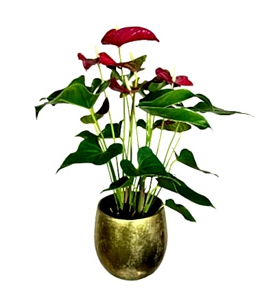 Gold Vazoda Büyük Anthurium