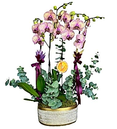 Kaleidoscope Phalaenopsis Deluxe