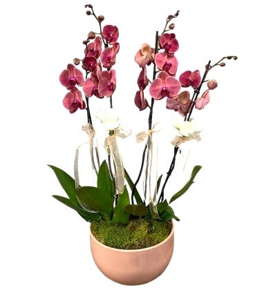 Red Asian Phalaenopsis Orkide