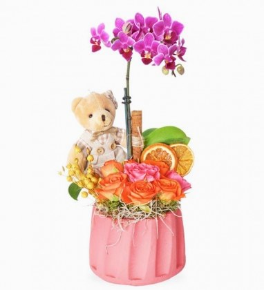Teddy Bear Mini Orkide