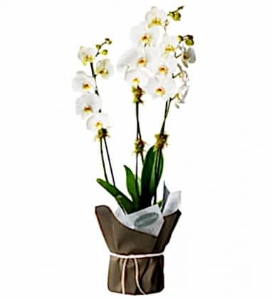 Style Orchid
