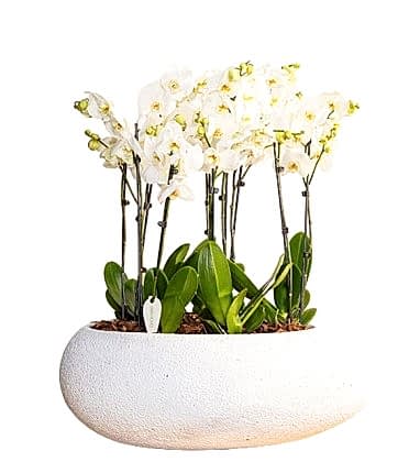 Elegant Royal Orchids
