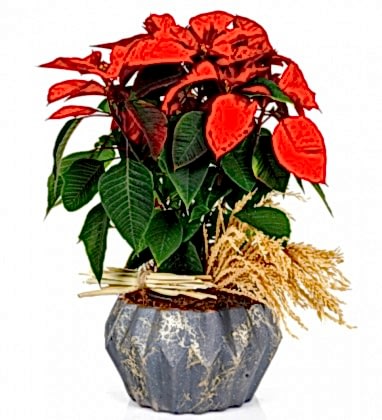 Flower Poinsettia