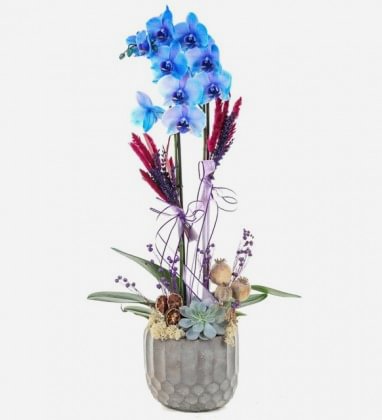 Blue Spirit Orkide